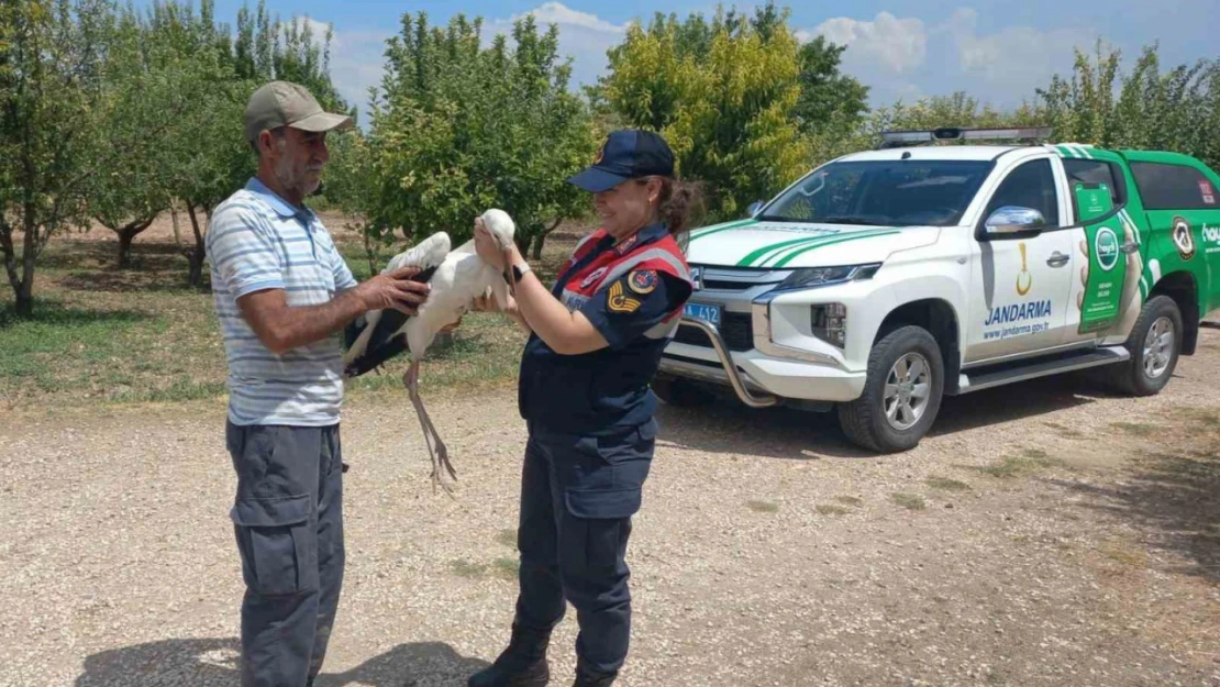 Elazığ'da yaralı leylek, koruma altına alındı