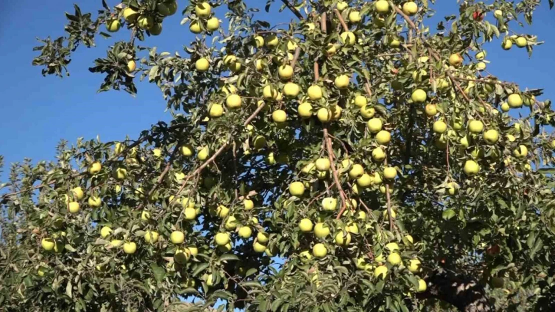 Erciş'te kışlık elma hasadı başladı