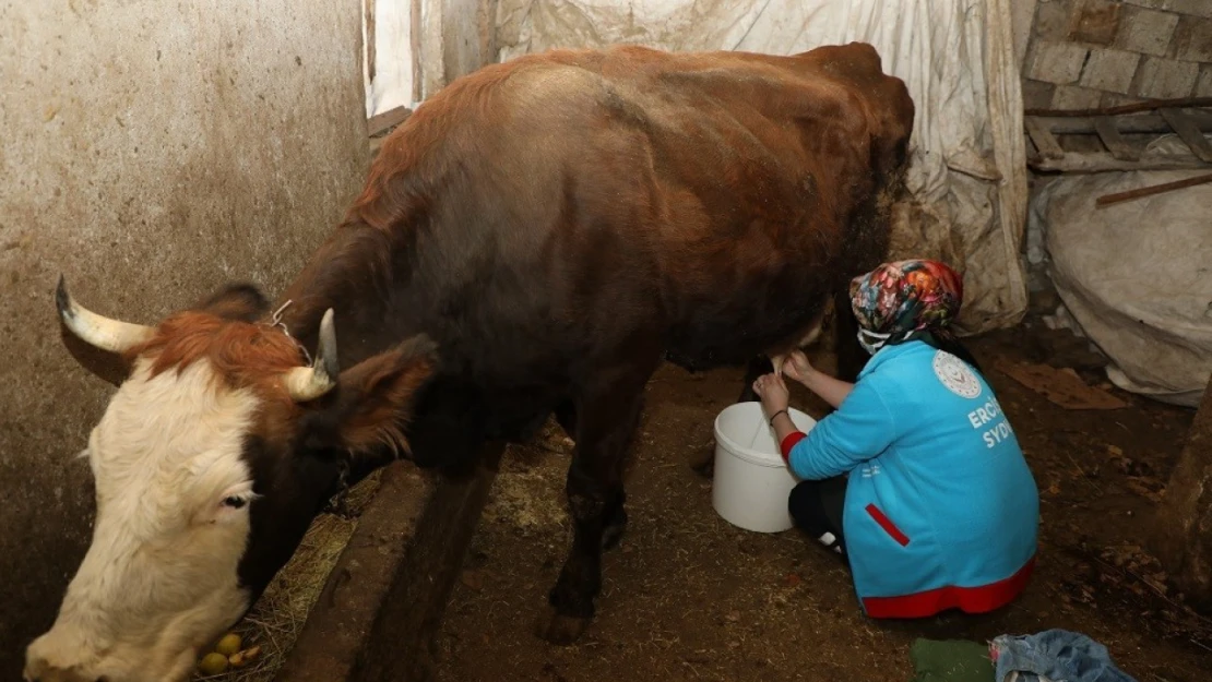 Erciş'te yaşlı çiftin ineklerini Vefa Ekipleri sağdı