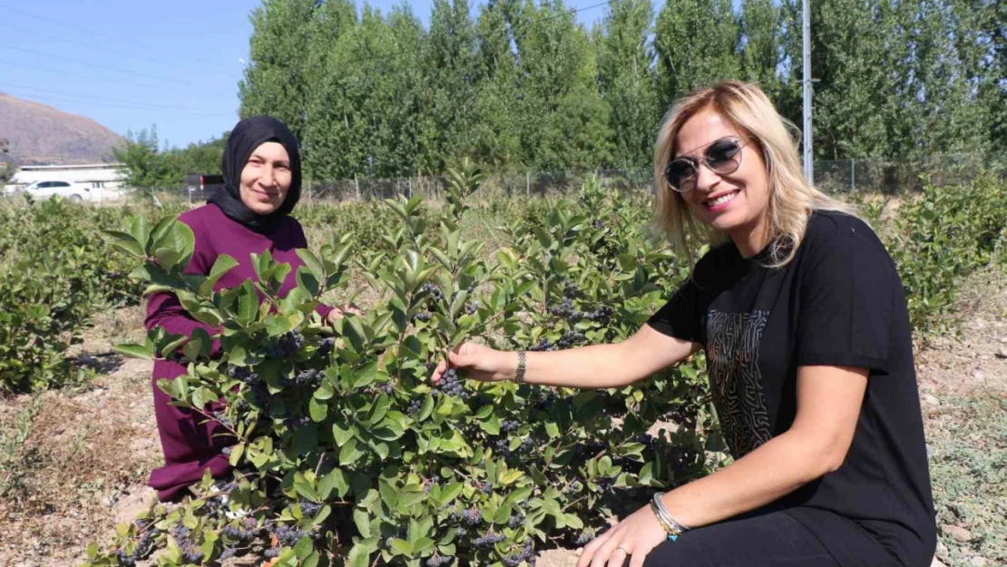 Erzincan'da 'Süper meyve' bahçesi kuran ziraat mühendisi kadın 'ilk hasat' heyecanı yaşadı