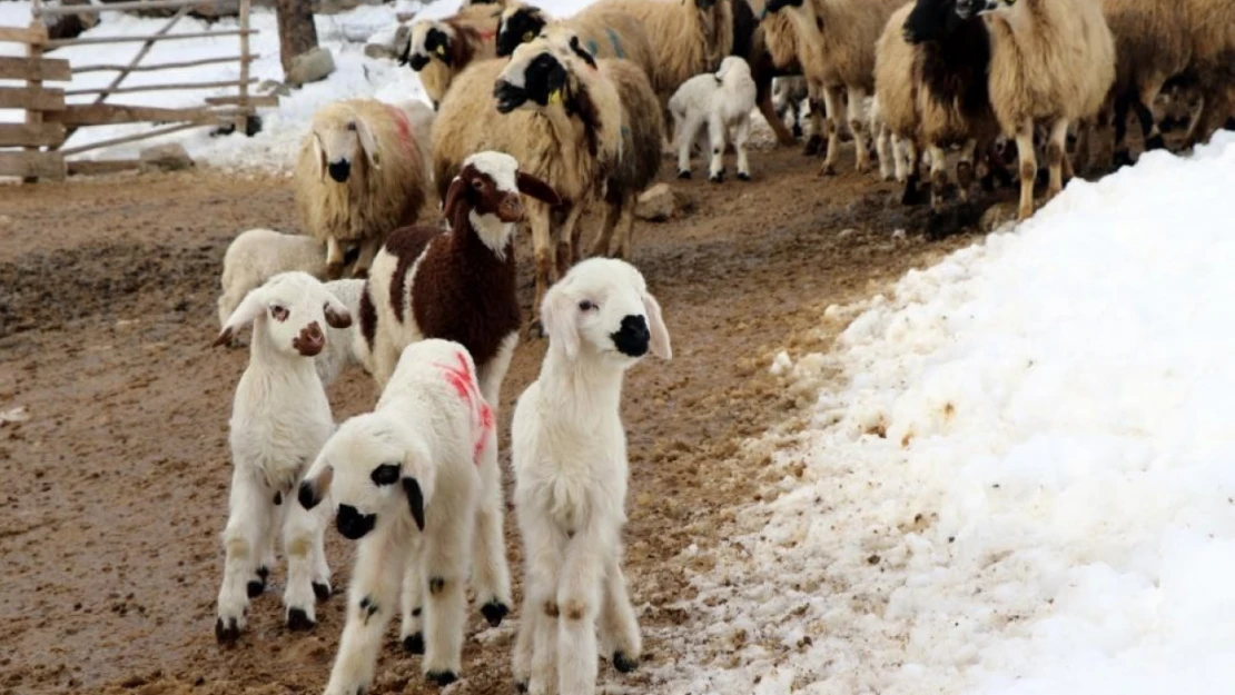 Erzincan'da besicilerin 'kuzu' mesaisi