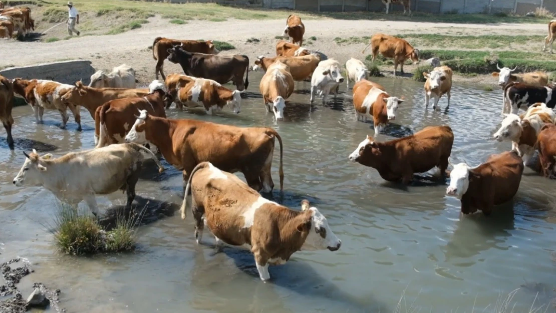 Erzincan'da bu kez mandalar değil, inekler serinledi