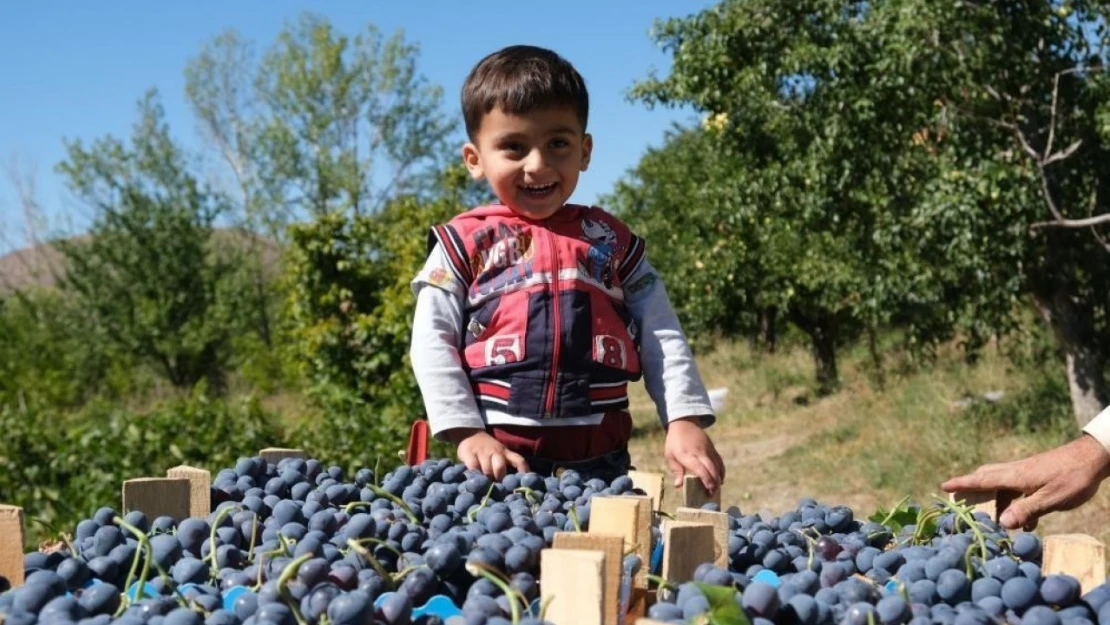 Erzincan'da çarşı ve pazarın en çok satan meyvesinde hasat zamanı