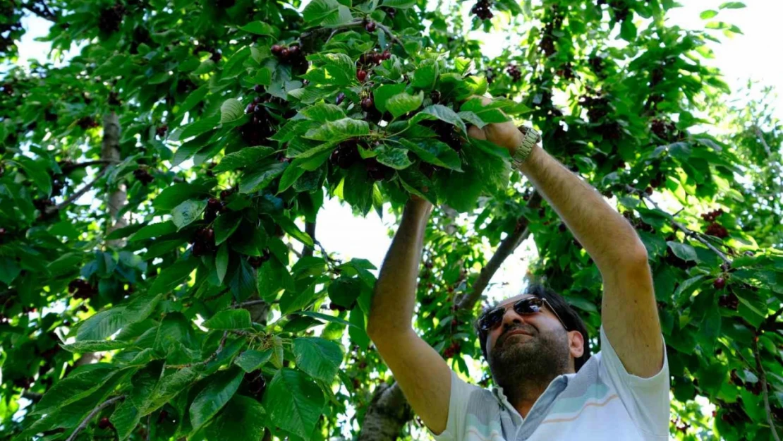 Erzincan'da dalları bastı kiraz