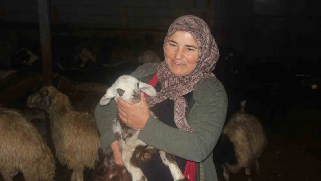 Erzincan'da devlet desteğiyle koyun varlığı artıyor