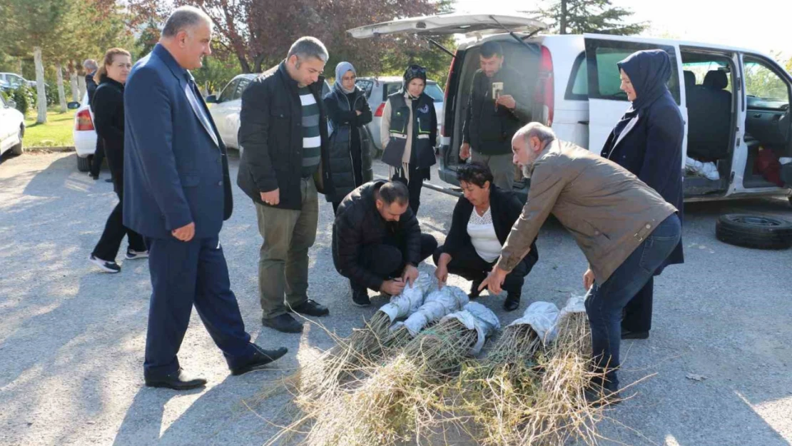 Erzincan'da goji berry yetiştiriciliği başladı