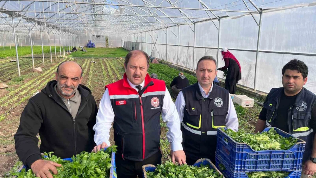 Erzincan'da kışlık sebze hasadı başladı