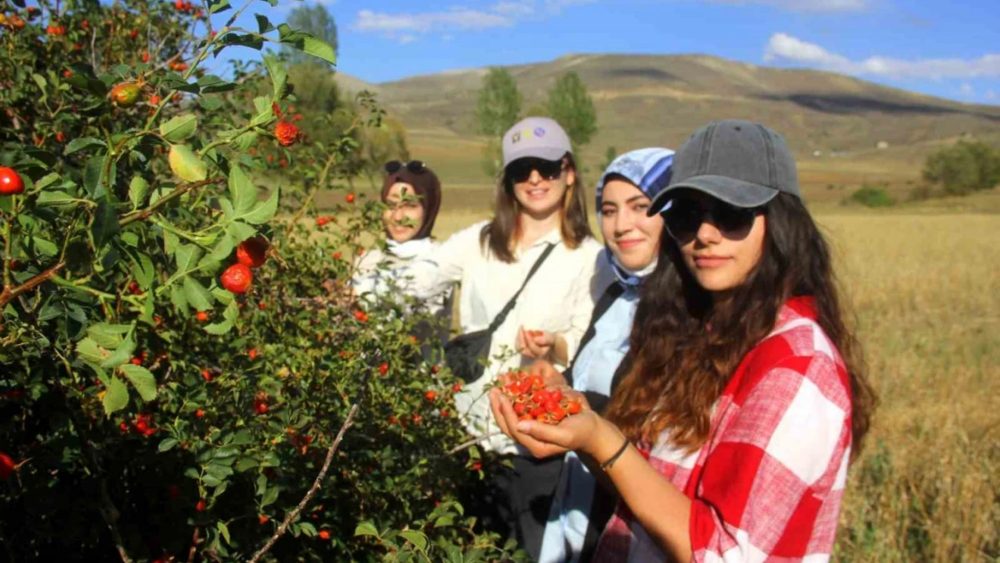 Erzincan'da kuşburnu, zorlu arazilerde toplanmaya başlandı