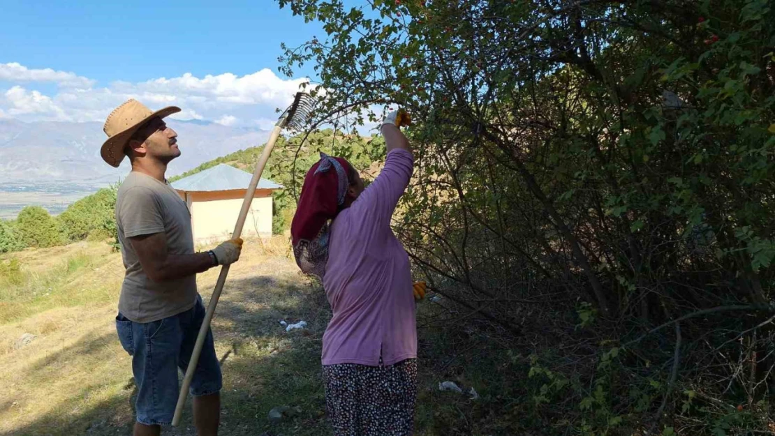 Erzincan'da kuşburnu, zorlu arazilerde toplanmaya başlandı