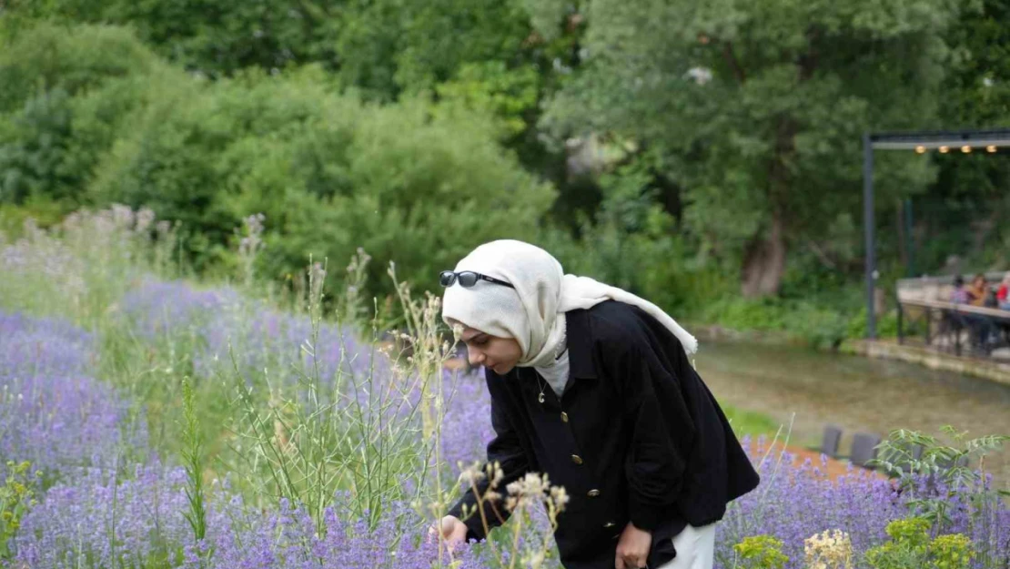 Erzincan'da lavanta üretimi için çalışmalarına devam ediyor