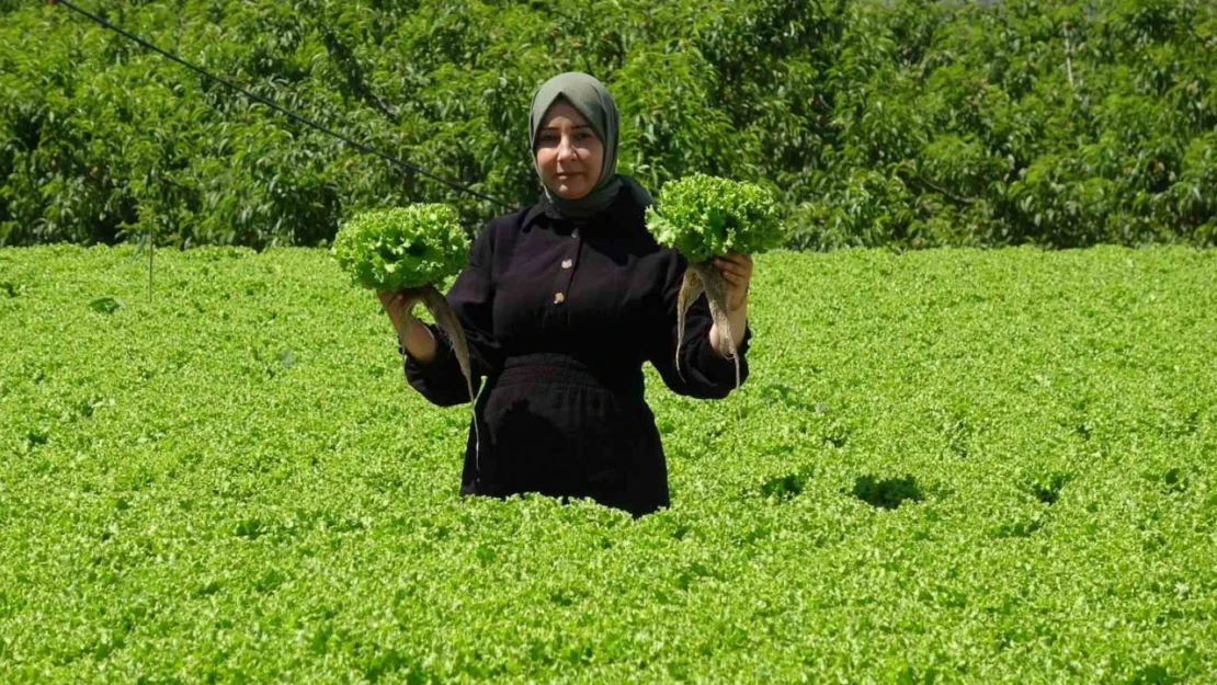 Erzincan'da marul hasadı başladı