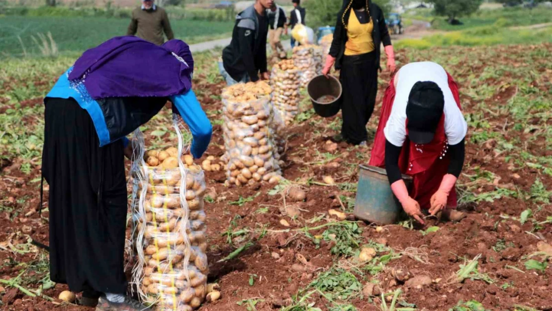 Erzincan'da patates hasadı başladı