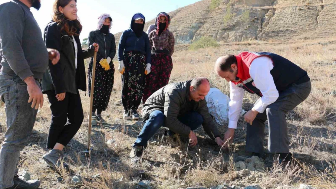 Erzincan'da Tuz Çalısı Ormanı kuruldu