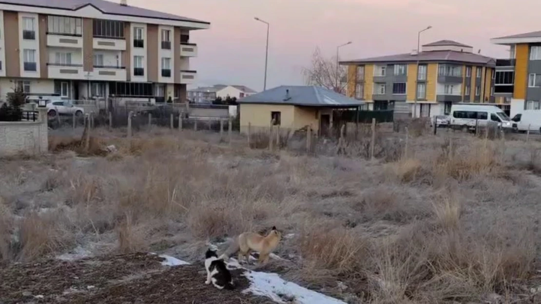 Erzurum'da tilkiler mahallelere dadandı