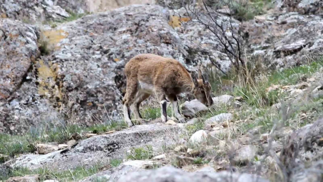 Erzurum'da yabani dağ keçileri görüntülendi