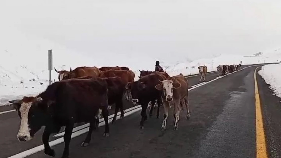 Erzurum'da yaylacıların zorlu yolculuğu