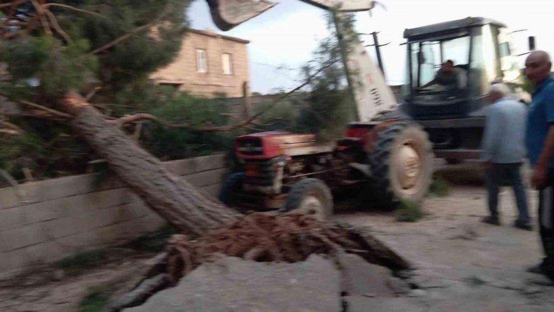 Fırtına Antep fıstığı ağaçlarına zarar verdi