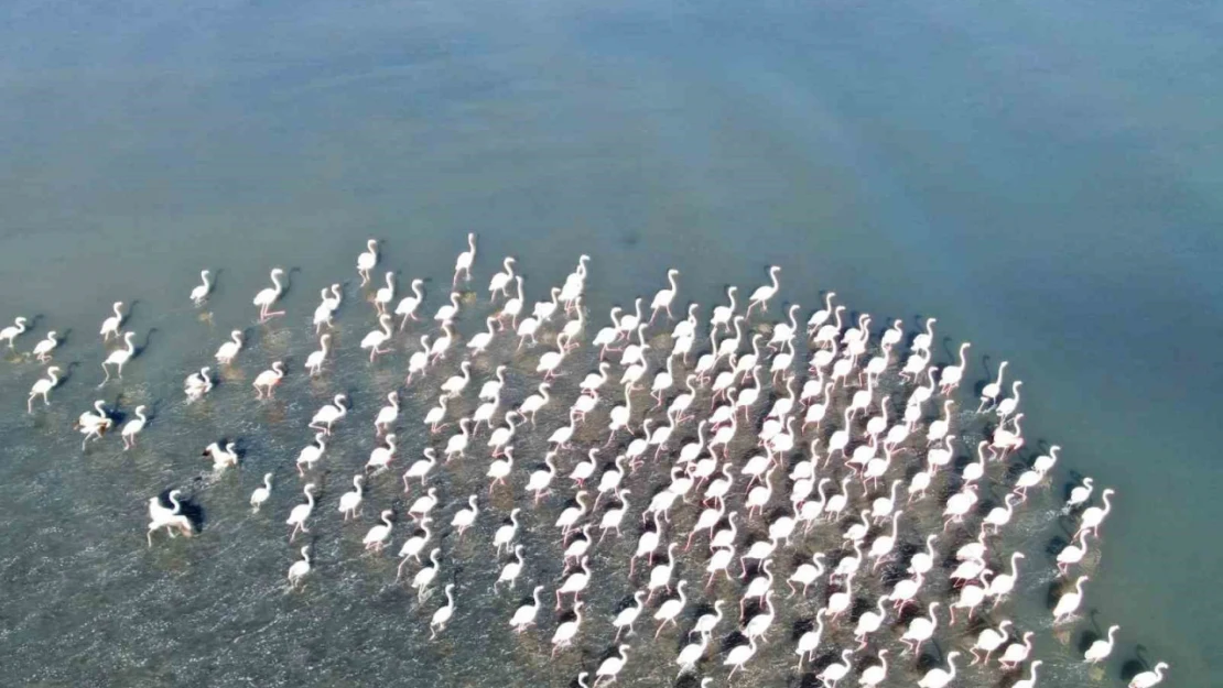 Flamingolar artık kışın da Van Gölü havzasında kalıyor