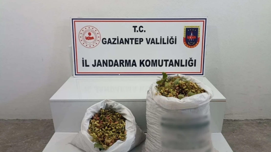 Gaziantep'te 515 kilo Antep fıstığı çalan 2 şüpheli suçüstü yakalandı