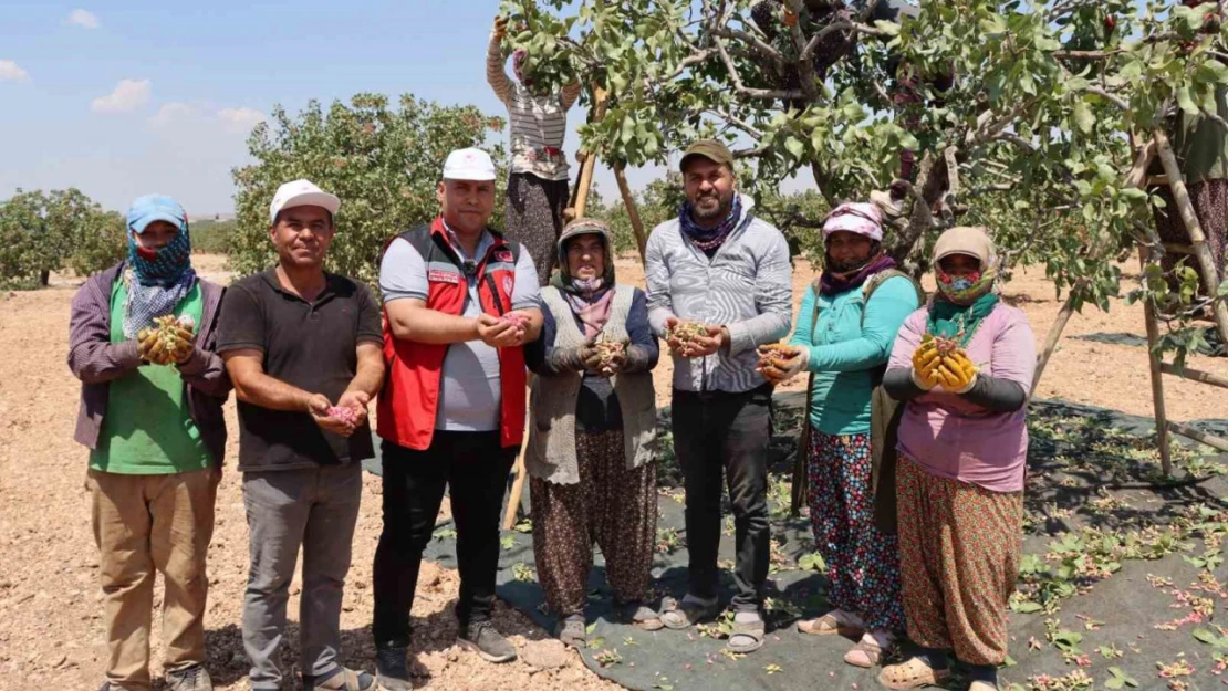 Gaziantep'te baklavalık boz Antep fıstığı hasadı başladı