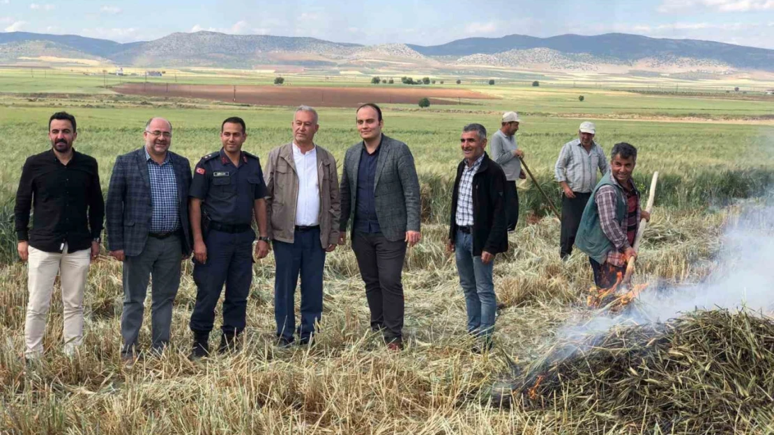 Gaziantep'te geleneksel yöntemlerle yapılan firik hasadı başladı