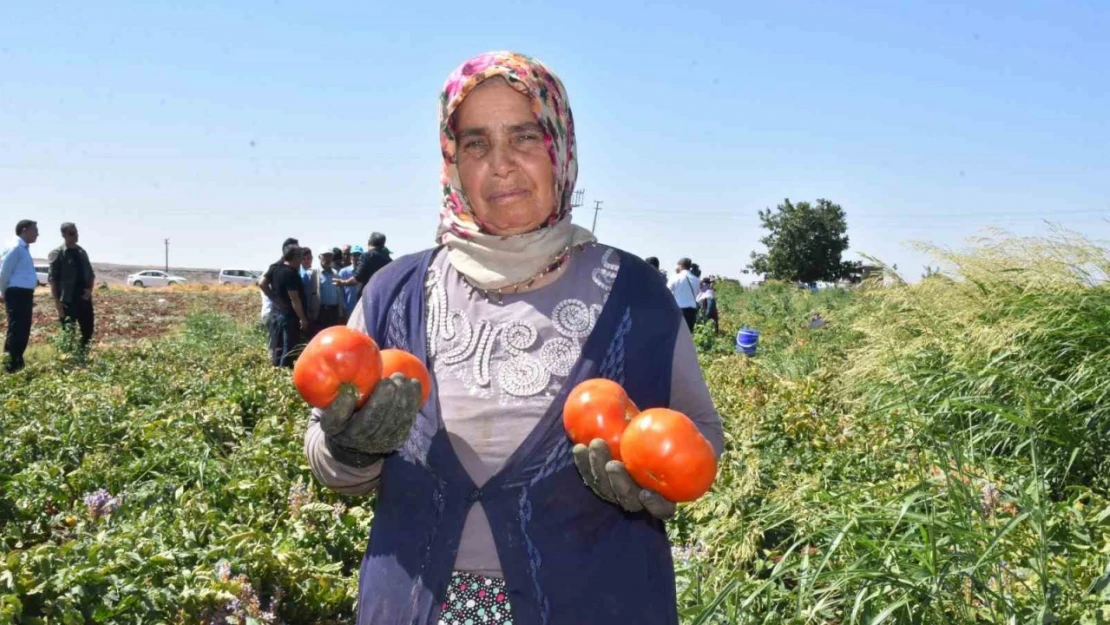 Gaziantep'te kadınların domates hasadı başladı