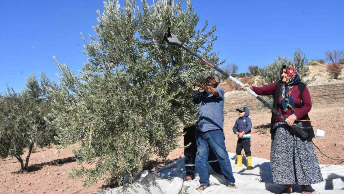 Gaziantep'te zeytin hasadı başladı