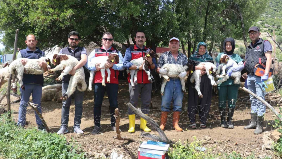 Gaziantep'teki depremzede besiciler devlet desteğiyle üretime devam ediyor