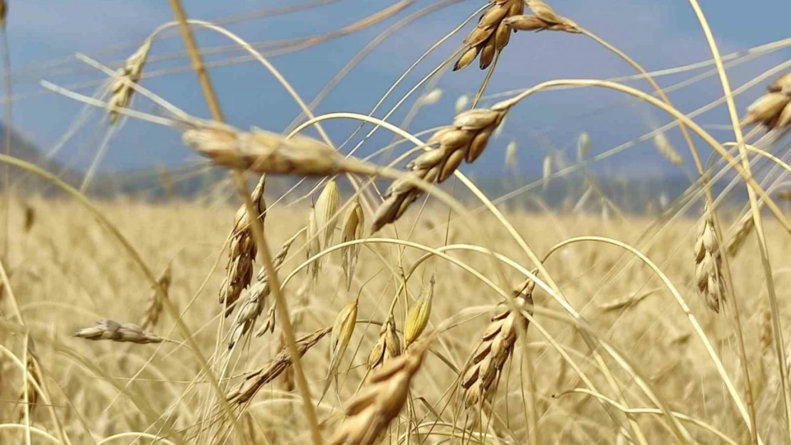 Genetiği bozulmamış 13 bin yıllık kavılca buğdayında hasat dönemi