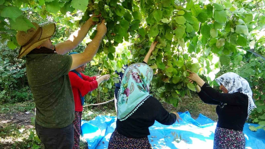 Gevaş'ta 'olmaz' denilen fındığın hasadına başlandı