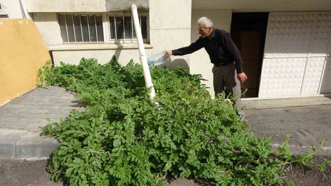 Görenler gözlerine inanamadı, karpuz yetiştirilmeyen Sivas'ta betonda karpuz yetişti