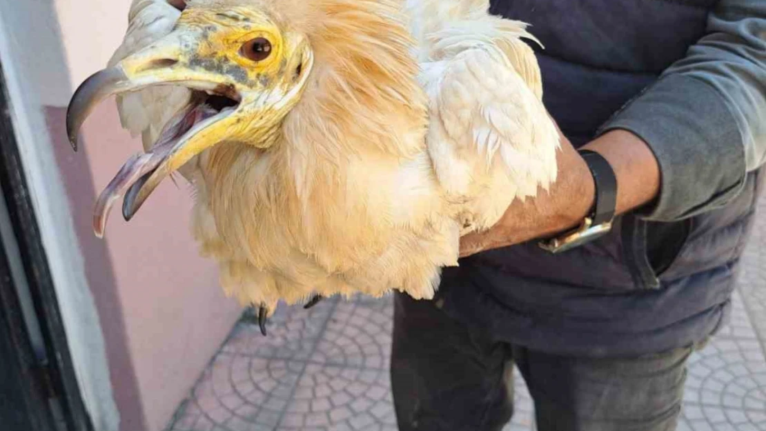 Halsiz halde bulunan 'Küçük Akbaba' tedavi altına alındı