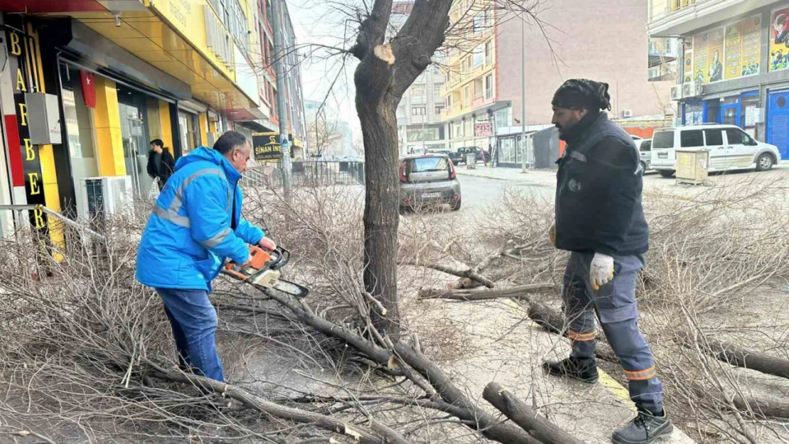 Iğdır'da ağaç budama çalışmaları devam ediyor