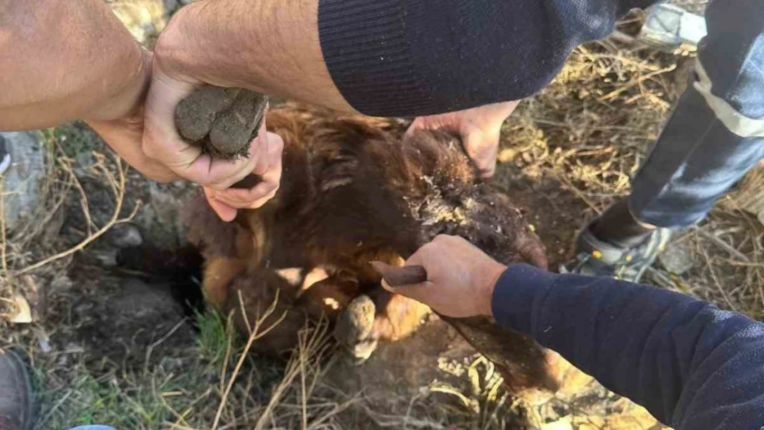 Iğdır'da kuyuya düşen koyun kurtarıldı