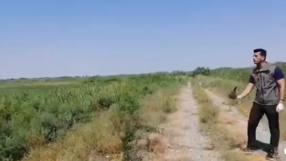 Iğdır'da yaralı halde bulunan kerkenez kuşu koruma altına alındı