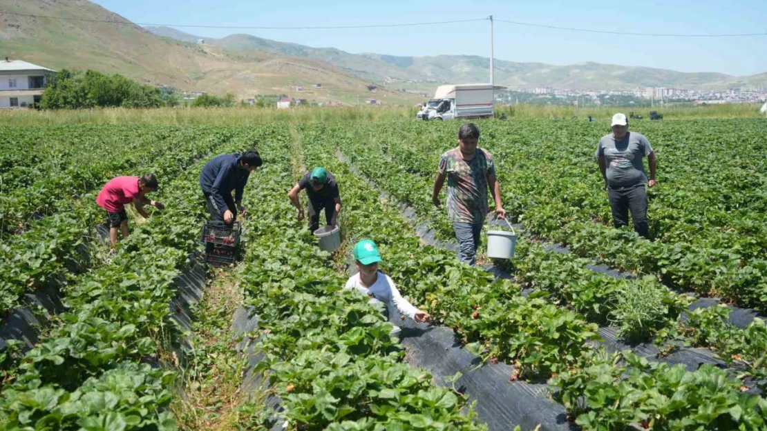 İlk hasattan 1,5 milyon TL ekonomiye katkı sağlandı