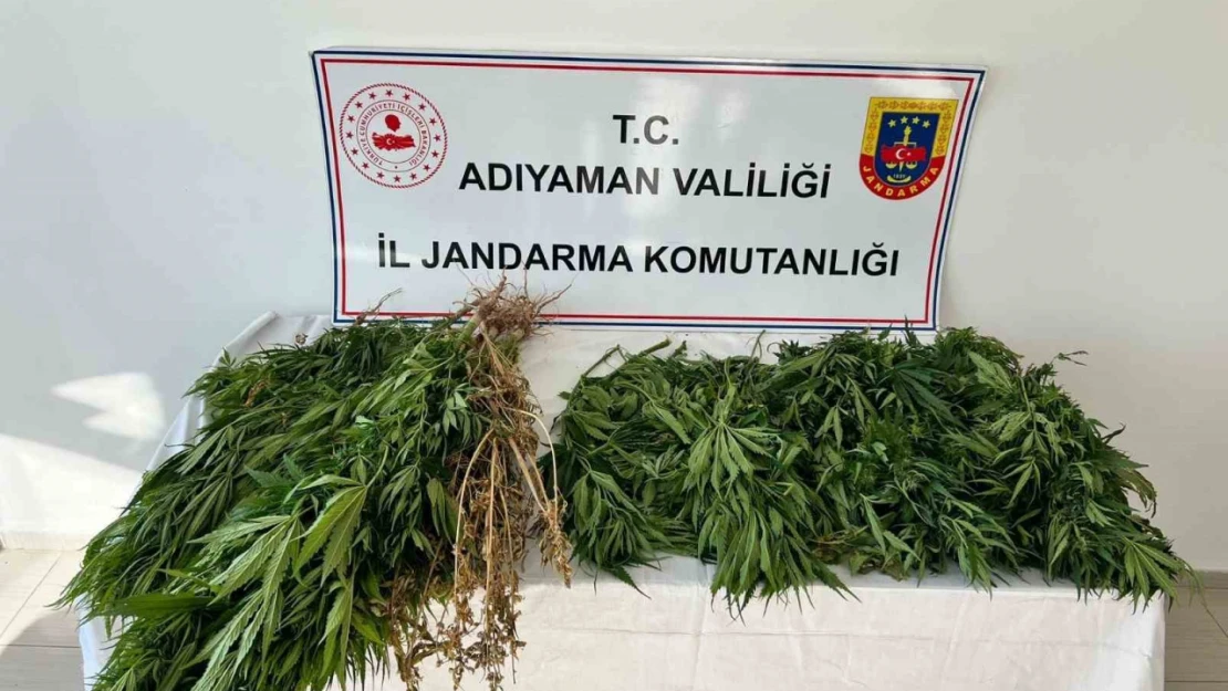 Jandarma ekipleri 102 kök kenevir bitkisi ele geçirdi