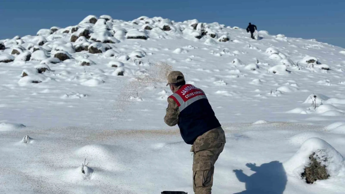 Jandarma yaban hayvanlarını unutmadı