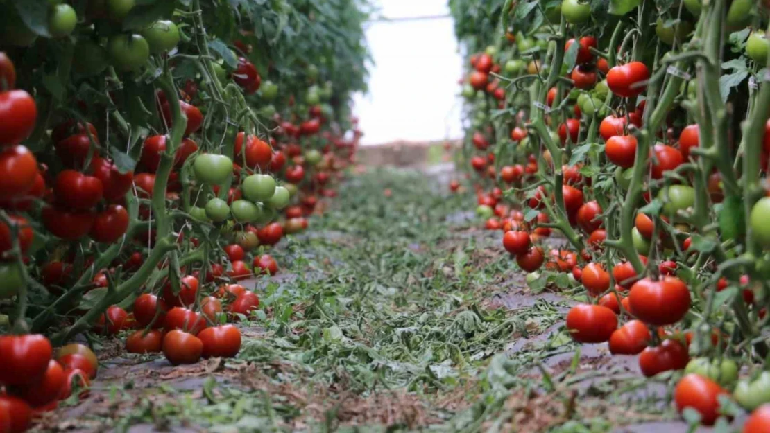 Jeotermal serada ilk dönemde 700 ton domates hasadı yapıldı