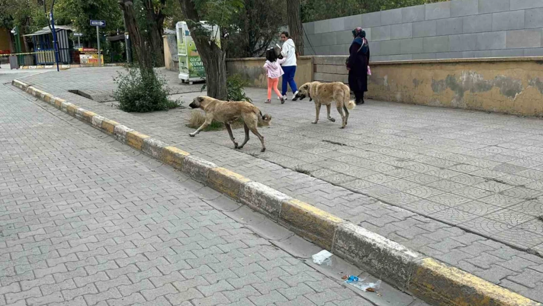 Kağızman'da başıboş köpekler tehlike saçıyor