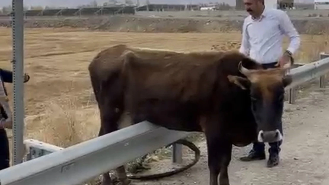 Kara yolundaki bariyerde mahsur kalan inek kurtarıldı