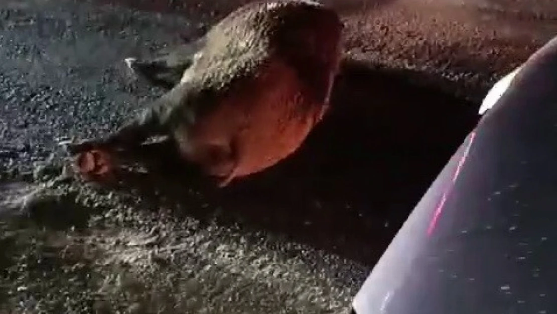 Karayoluna çıkan domuz kazaya neden oldu