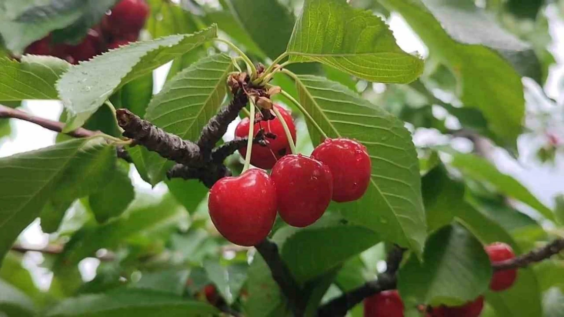 Karı ve soğuğuyla meşhur Erzurum'da kiraz hasadı