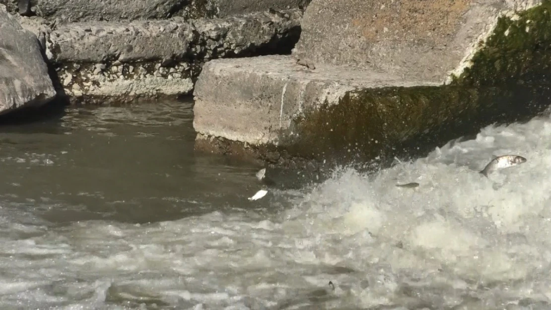 Kars'ta balıkların 'ölüm' göçü