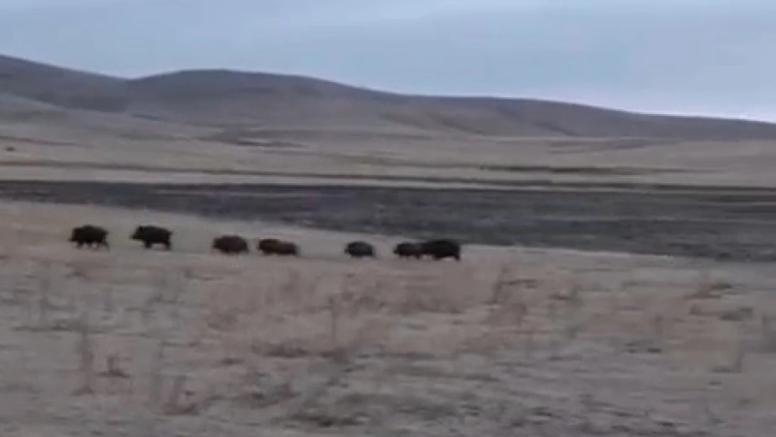 Kars'ta domuz sürüsü görüntülendi