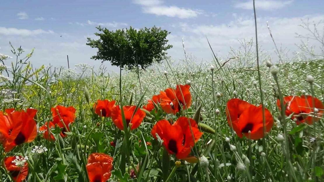 Kars'ta Haziran güzelliği