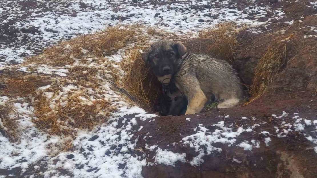 Kars'ta kar yağışı