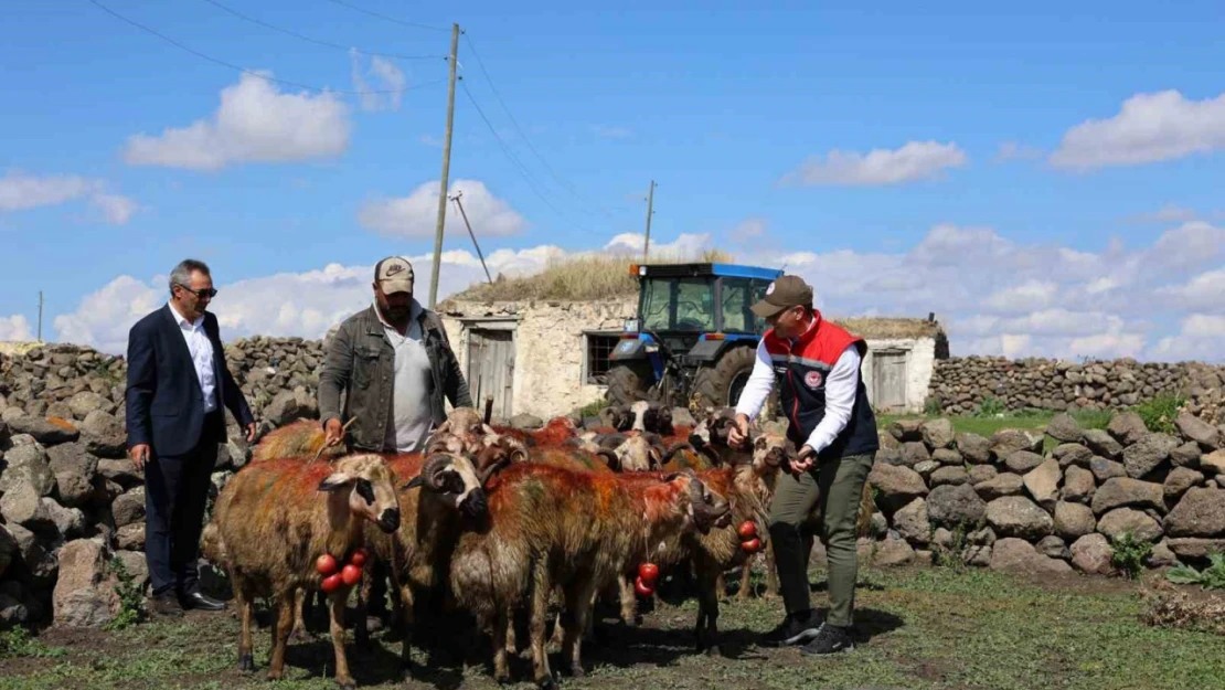 Kars'ta koç katımı yapıldı