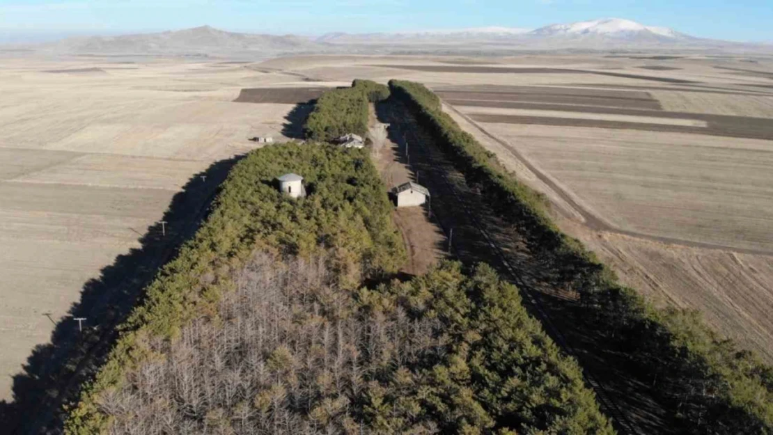 Kars'ta tarihi tren istasyonundaki çam ağaçları kuruyor