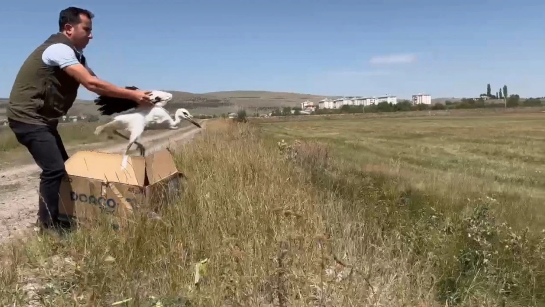 Kars'ta tedavi edilen leylekler doğaya bırakıldı